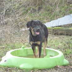 Blanding af racer Kenzo