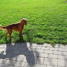 Cocker spaniel Molly