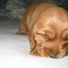 Cocker spaniel Molly