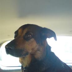 Blanding af racer Line *R.I.P*