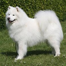 Samojedhund Discos Playboy