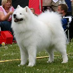 Samojedhund Discos Playboy