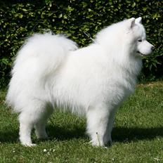 Samojedhund Discos Playboy