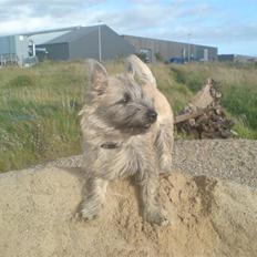 Cairn terrier Milton