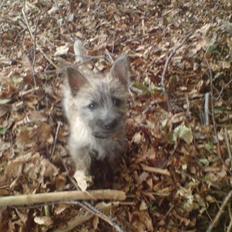 Cairn terrier Milton