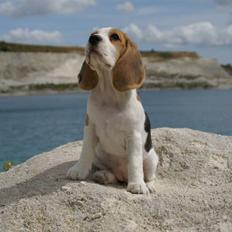 Beagle Svea