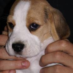 Beagle Svea