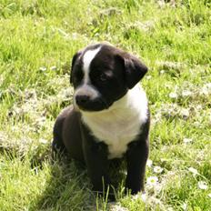 Blanding af racer Tayzon