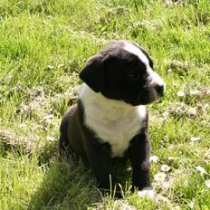 Blanding af racer Tayzon