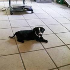 Blanding af racer Tayzon