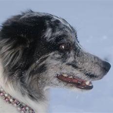 Border collie All Star Choice