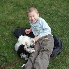 Border collie All Star Choice