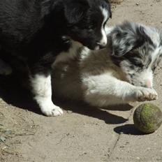 Border collie All Star Choice