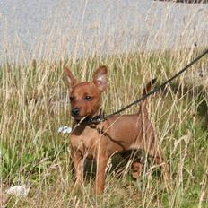 Dvaergpinscher Bombastic Leopold T F.