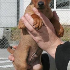Dvaergpinscher Bombastic Leopold T F.