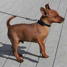 Dvaergpinscher Bombastic Leopold T F.