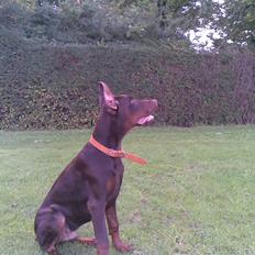 Dobermann Alpha