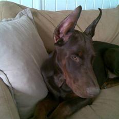 Dobermann Alpha