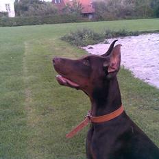 Dobermann Alpha
