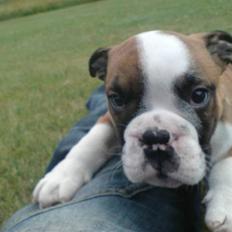 Engelsk bulldog Homer zetzsche Von kynoff