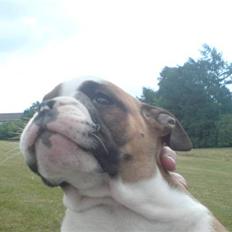 Engelsk bulldog Homer zetzsche Von kynoff