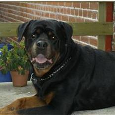 Rottweiler King R.I.P