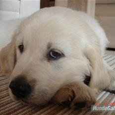 Golden retriever Simba