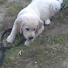 Golden retriever Simba