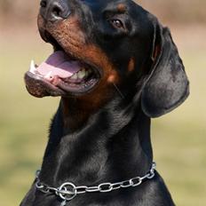 Dobermann Kibo