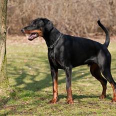 Dobermann Kibo