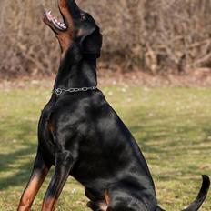 Dobermann Kibo