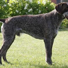 Ruhåret hønsehund Øksehaven´s Thor 