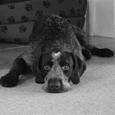 Ruhåret hønsehund Øksehaven´s Thor 