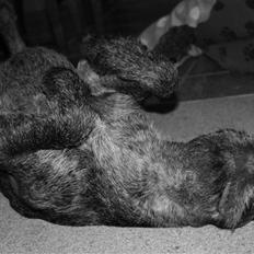 Ruhåret hønsehund Øksehaven´s Thor 