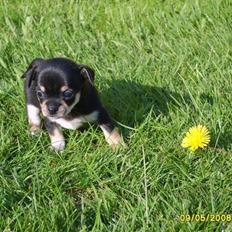 Chihuahua Princess Lusiana Biszu