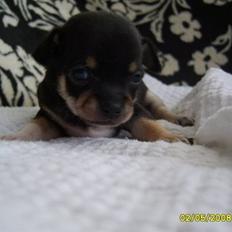 Chihuahua Princess Lusiana Biszu