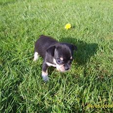 Chihuahua Princess Lusiana Biszu