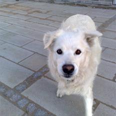 Blanding af racer CHANG