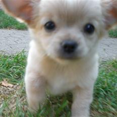 Chihuahua Cozmo *R.I.P*