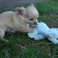 Chihuahua Cozmo *R.I.P*