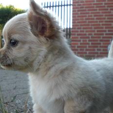 Chihuahua Cozmo *R.I.P*