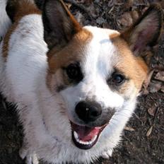 Norrbottenspids Spidsbjørnens Kenai