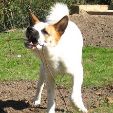 Norrbottenspids Spidsbjørnens Kenai