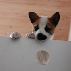 Norrbottenspids Spidsbjørnens Kenai