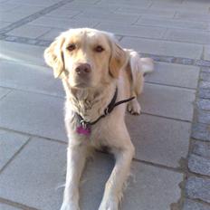 Blanding af racer Laika