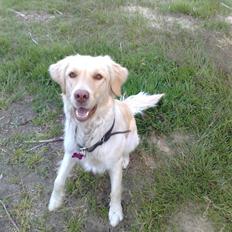 Blanding af racer Laika