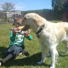 Blanding af racer Laika