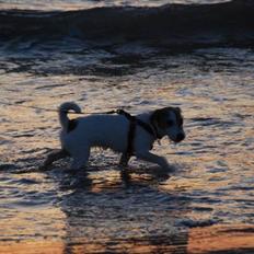 Jack russell terrier Bertha