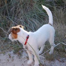 Jack russell terrier Bertha