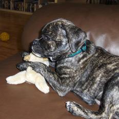 Blanding af racer Buddy